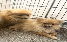 Pomeranian dogs for sale: Adorable Pom puppies 💙❤️ - Image 14