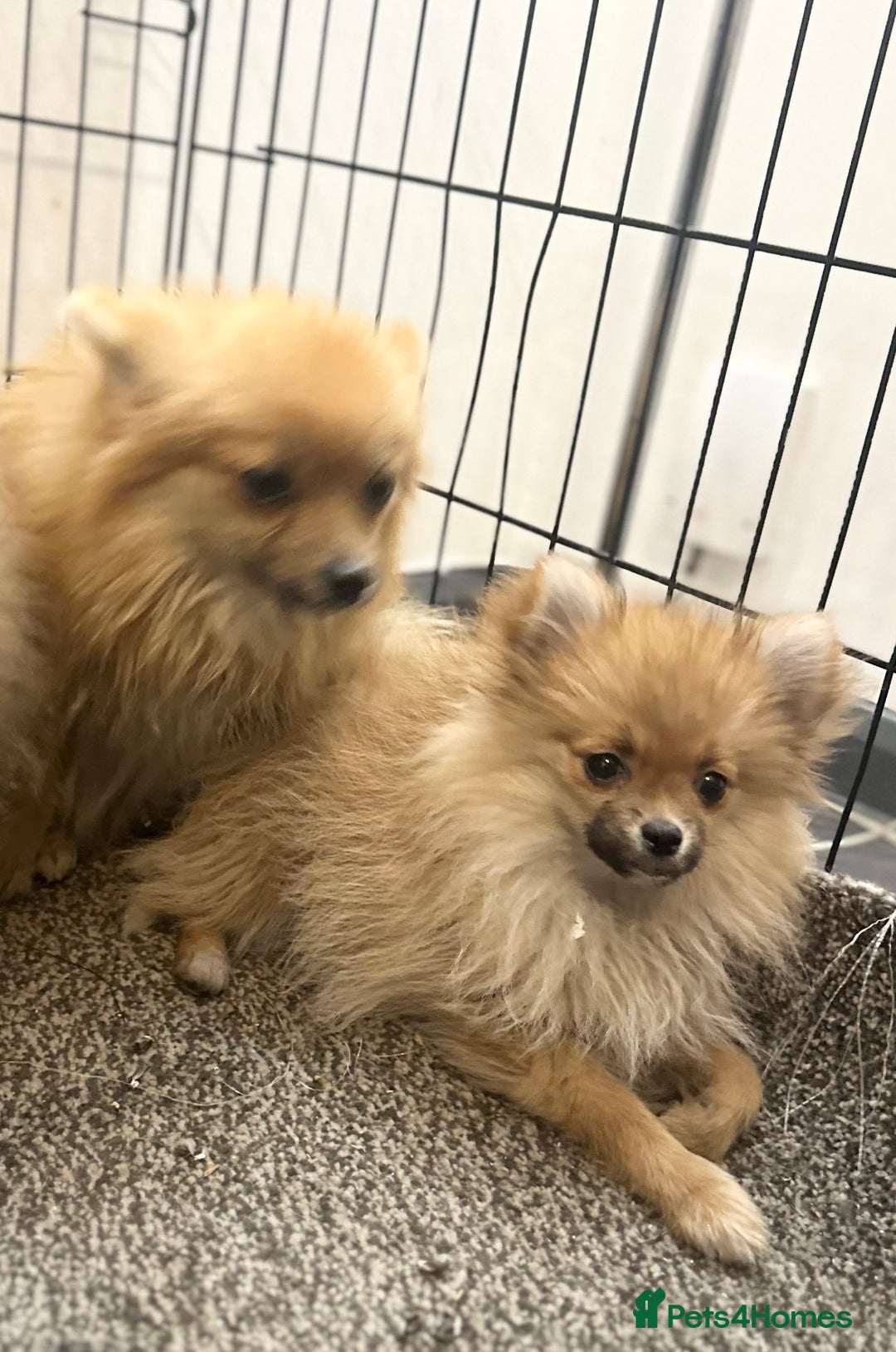 Pomeranian dogs for sale: Adorable Pom puppies 💙❤️ - Image 14