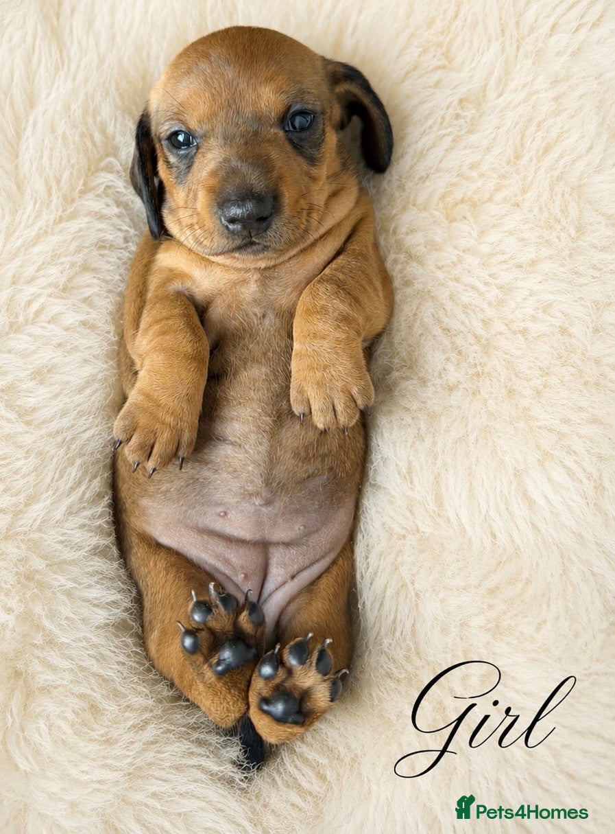 Miniature Dachshund dogs KC Brindle Miniature Dachshund -Champion Lines - Advert 10