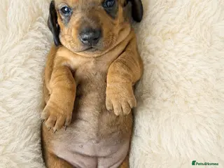 Miniature Dachshund dogs KC Brindle Miniature Dachshund -Champion Lines - Advert 10