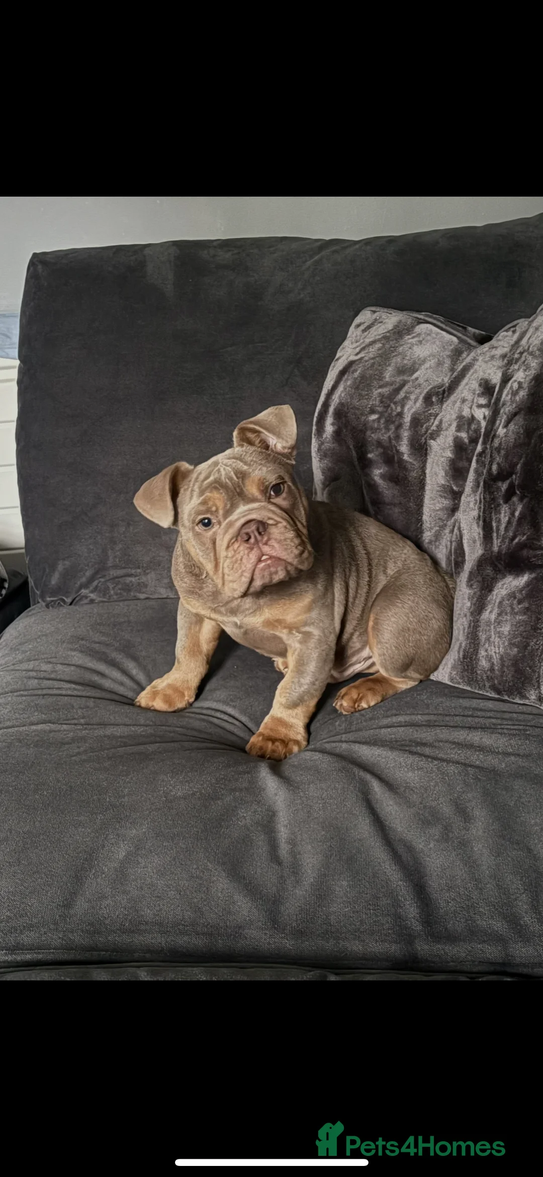 English Bulldog dogs for sale: English bulldog  - Advert 1