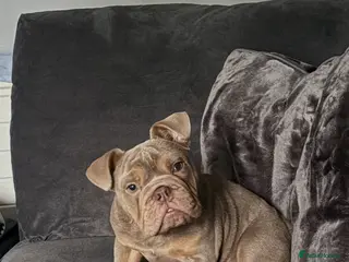 English Bulldog dogs English bulldog - Advert 11