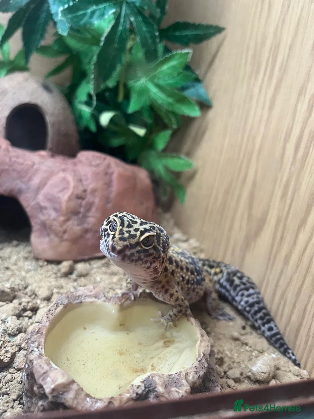 Leopard Gecko reptiles for sale: Female leopard geckos - Advert 5