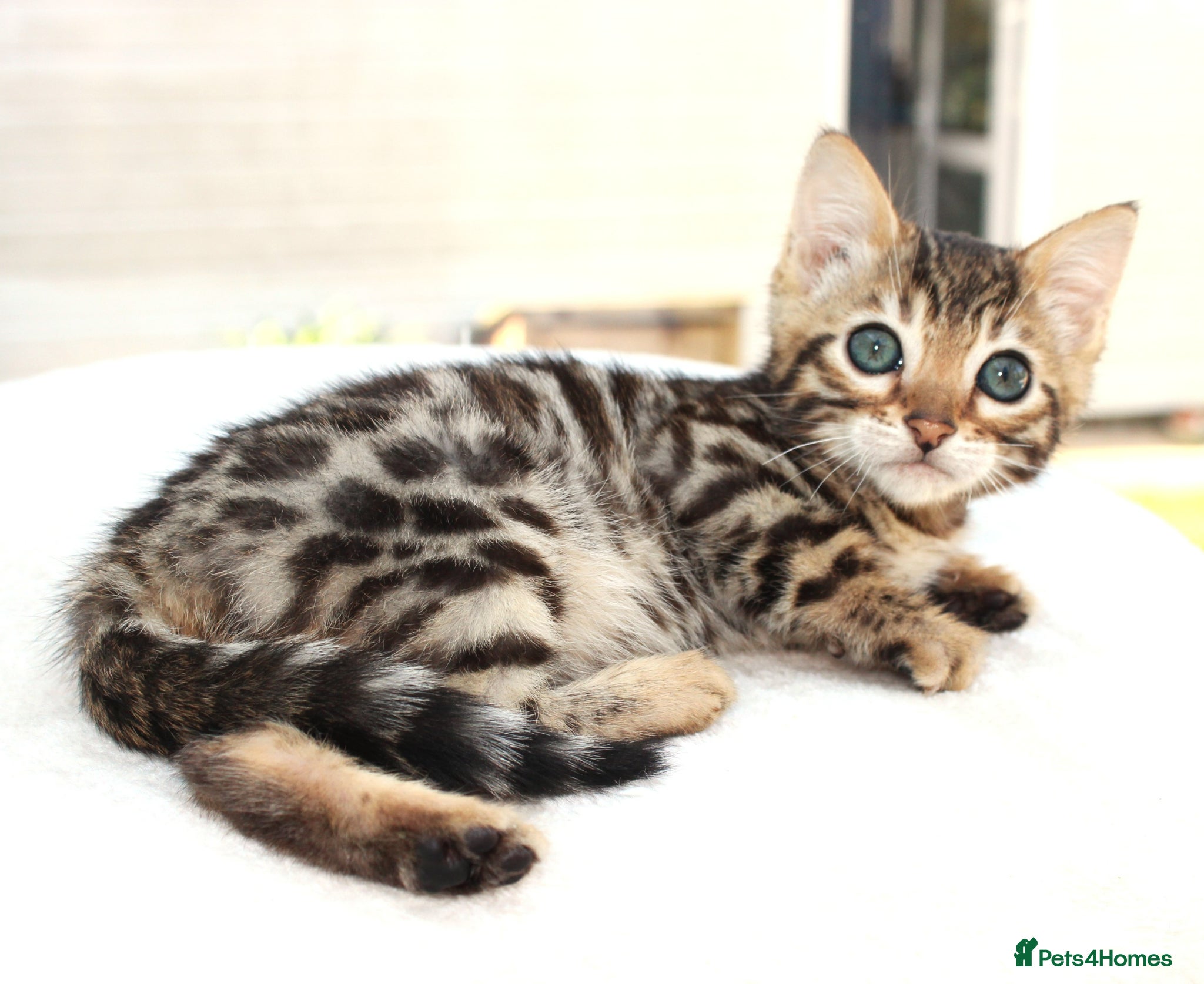 Bengal cats CUTE BENGAL FEMALE (TICA REG) - Advert 1