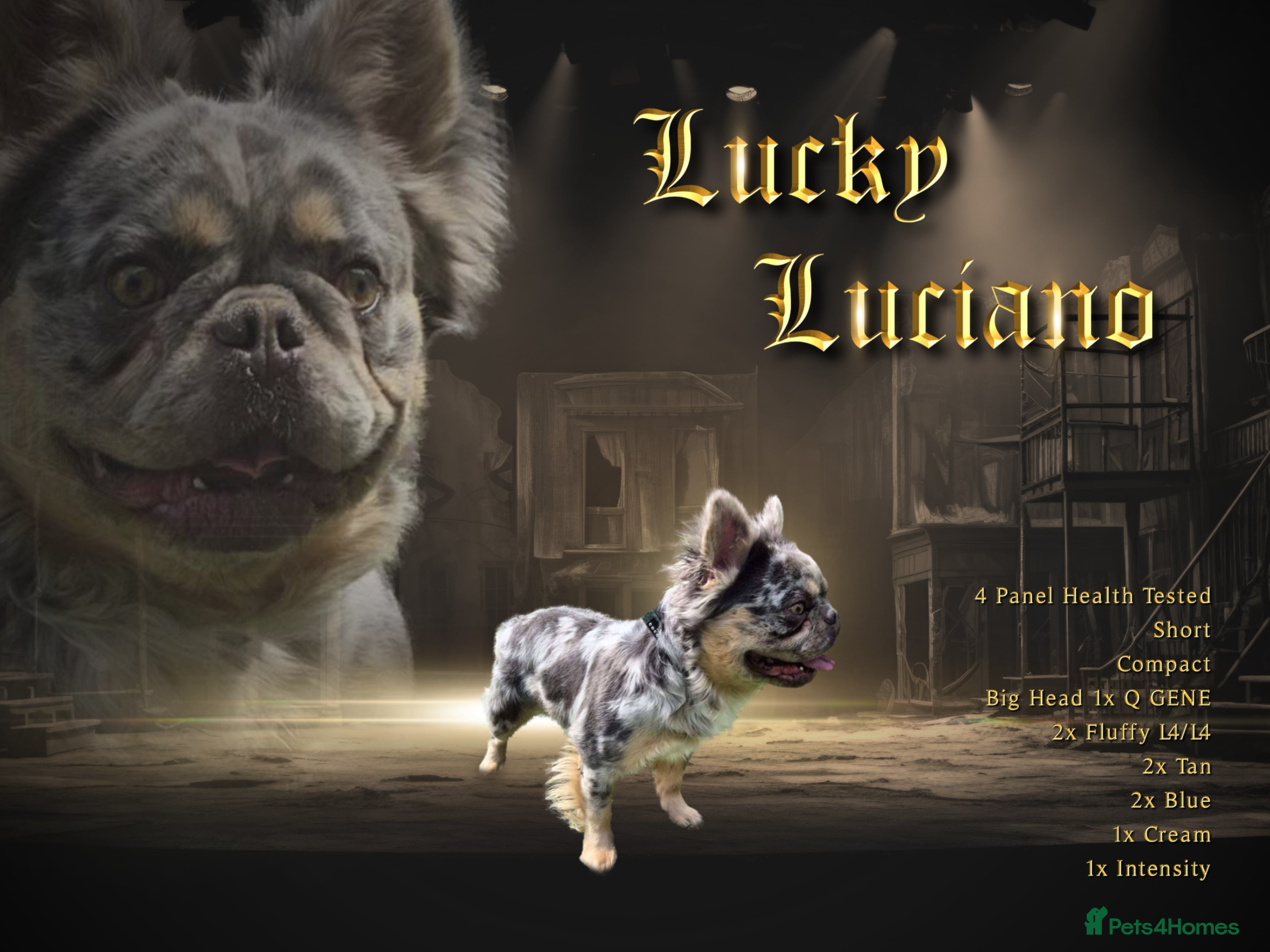 French Bulldog dogs French bulldog fluffy merle - Advert 1