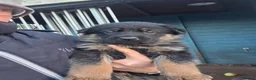German Shepherd dogs for sale: 3 stunning chunky straight back boys in Droitwich - Advert 10