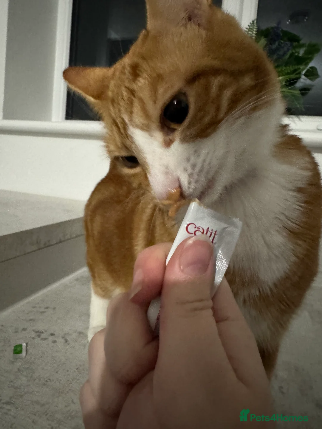 Mixed Breed cats for sale: Marla cat she’s 3 not 2 I can’t change  - Advert 9