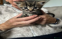 Domestic Shorthair cats for sale: 6 beautiful kittens available  - Image 11