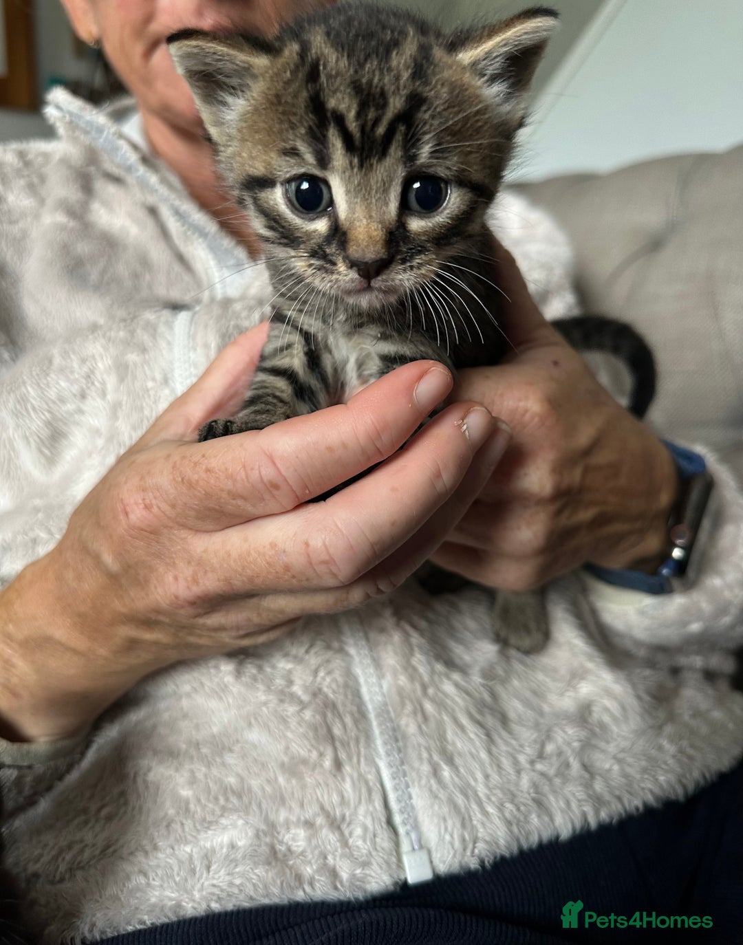 Domestic Shorthair cats for sale: 6 beautiful kittens available  - Image 11