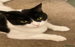 European cats for adoption: Maisie is looking for the perfect forever home - Image 8