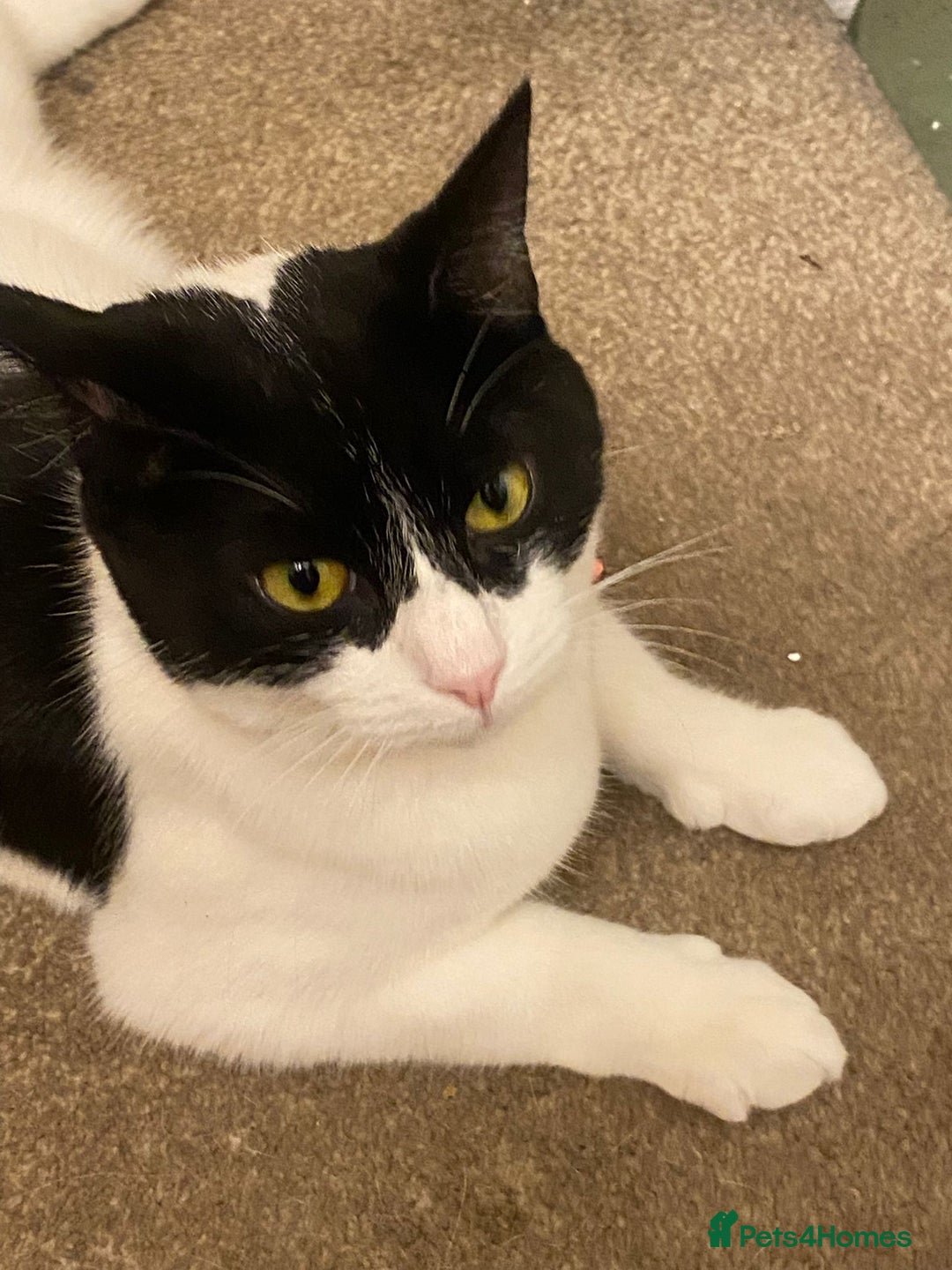 European cats for adoption: Maisie is looking for the perfect forever home - Image 8