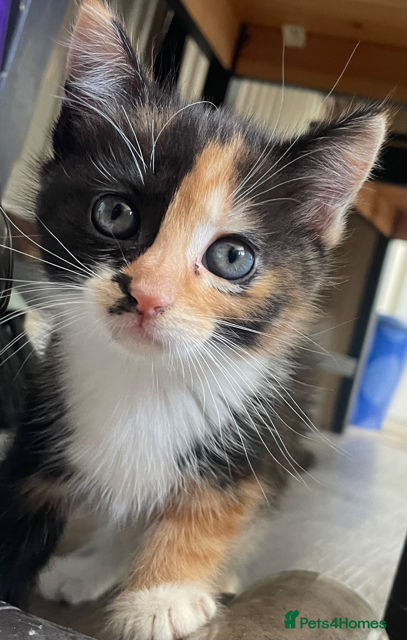 Mixed Breed cats 4 female kittens. mixed black white and ginger.  - Advert 2