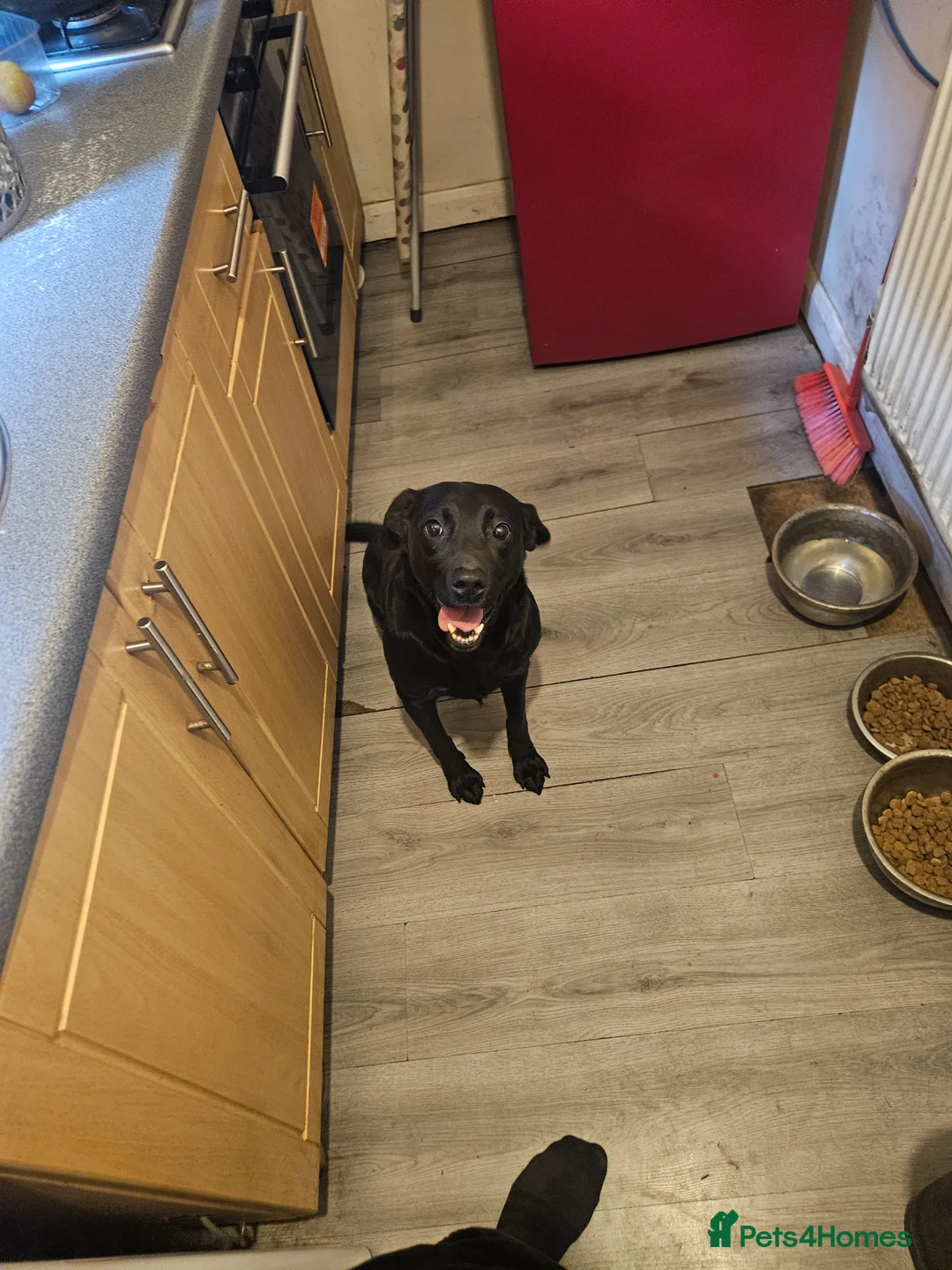 Labrador Retriever dogs for stud: Looking for stud in Bradford - Advert 2