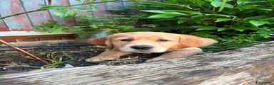 Golden Retriever Puppy 1