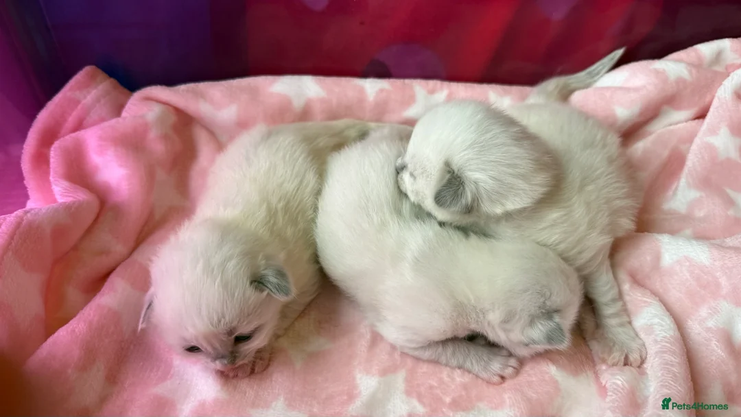 Ragdoll cats for sale: Stunning Blue Colourpoint Mitted female kittens - Advert 7