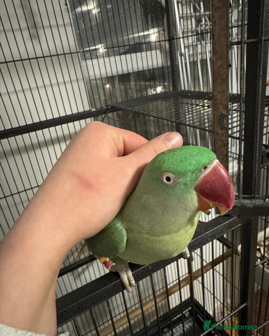 Finches birds Alexandrine tame and talking - Advert 5