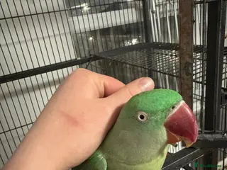 Finches birds Alexandrine tame and talking - Advert 5