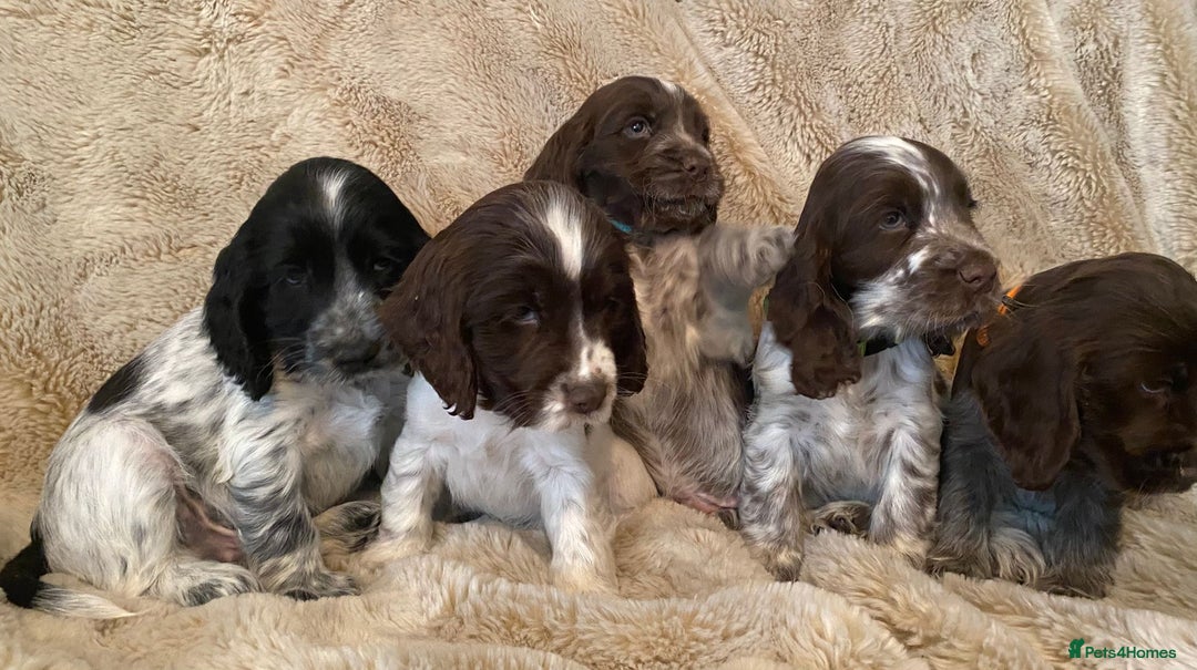 Cocker Spaniel dogs for sale: Adorable Show Cocker Puppies - Image 15