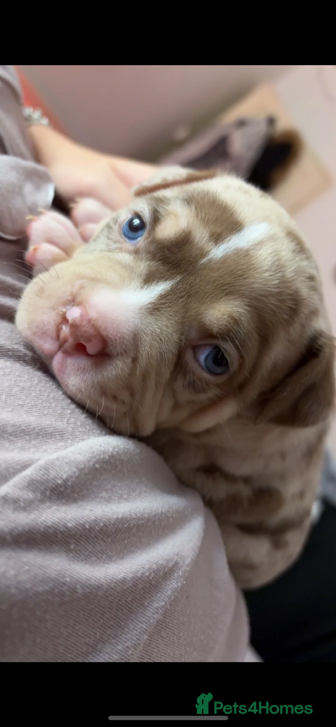 American Bully dogs for sale: 4 beautiful girl bully’s ready to go  - Advert 10