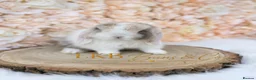 Mini Lop rabbits for sale: 🌟 PEDIGREE MINI LOPS 🌟 - Advert 2