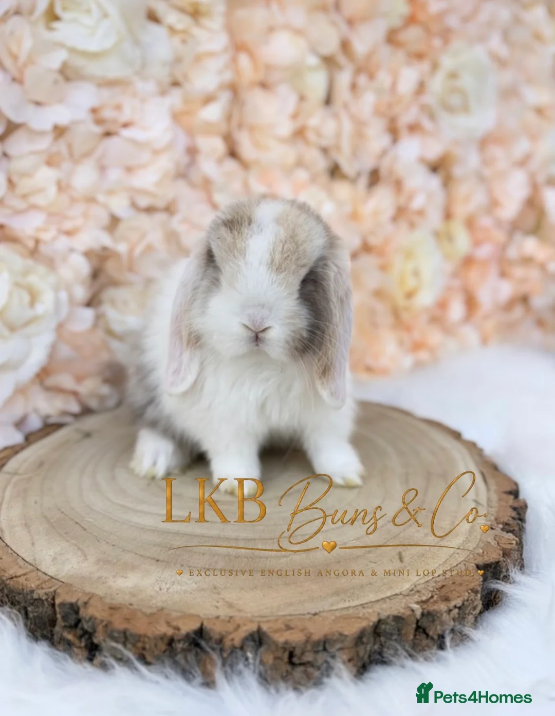 Mini Lop rabbits for sale: 🌟 PEDIGREE MINI LOPS 🌟 - Advert 2