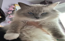 Ragdoll cats for sale: Unique patterned fluffy Ragdoll kittens - Image 32