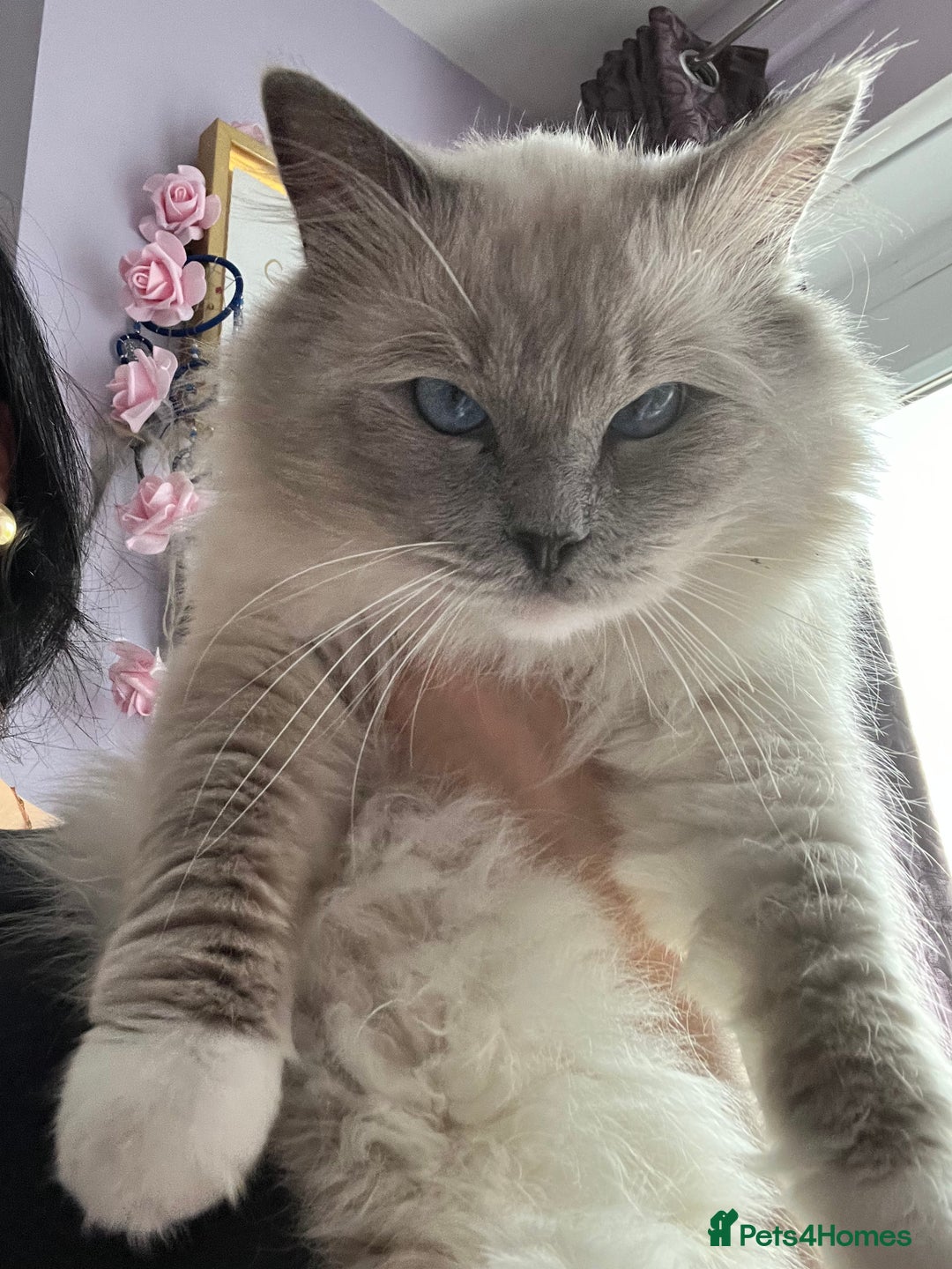 Ragdoll cats for sale: Unique patterned fluffy Ragdoll kittens - Image 32