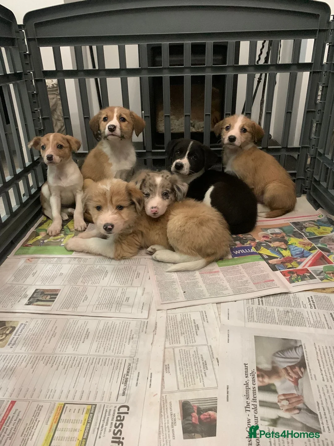 Mixed Breed dogs for sale: Old style Lurcher puppies - Advert 13