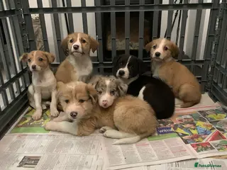 Mixed Breed dogs Old style Lurcher puppies - Advert 12