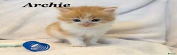 Persian cats for sale: Six absolutely stunning Persian Kittens - Advert 21