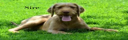 Hungarian Vizsla dogs for sale: Hungarian WIREHAIRED VIZSLA puppies KC reg'd  - Advert 8