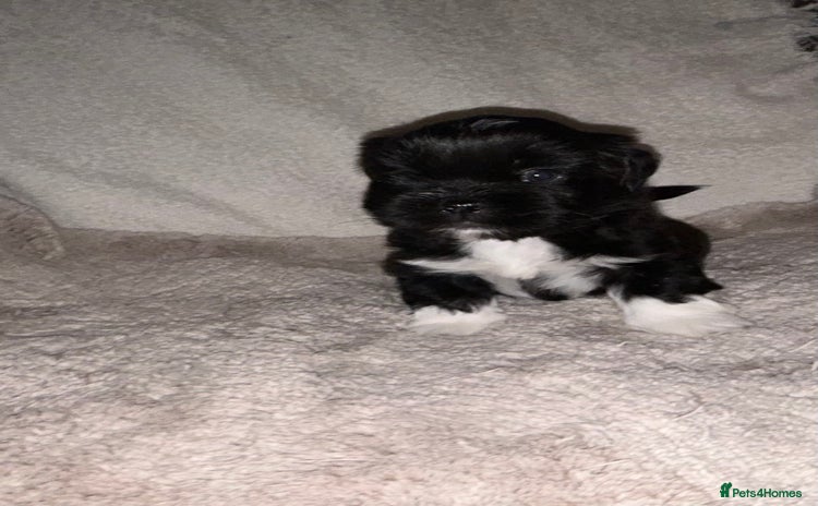 Lhasa Apso dogs KC Reg Lhasa Apso pups GPRA clear - Advert 2
