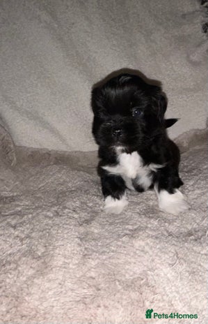 Lhasa Apso dogs KC Reg Lhasa Apso pups GPRA clear - Advert 2