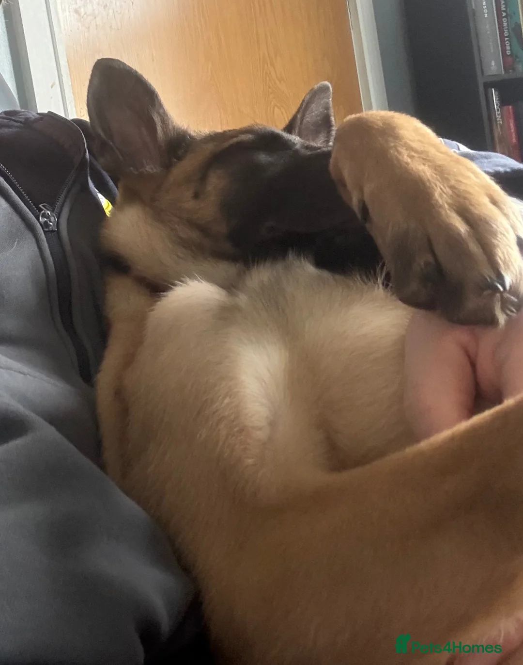 Belgian Shepherd Dog dogs for sale: Female Belgian Malinois Pup - Advert 2