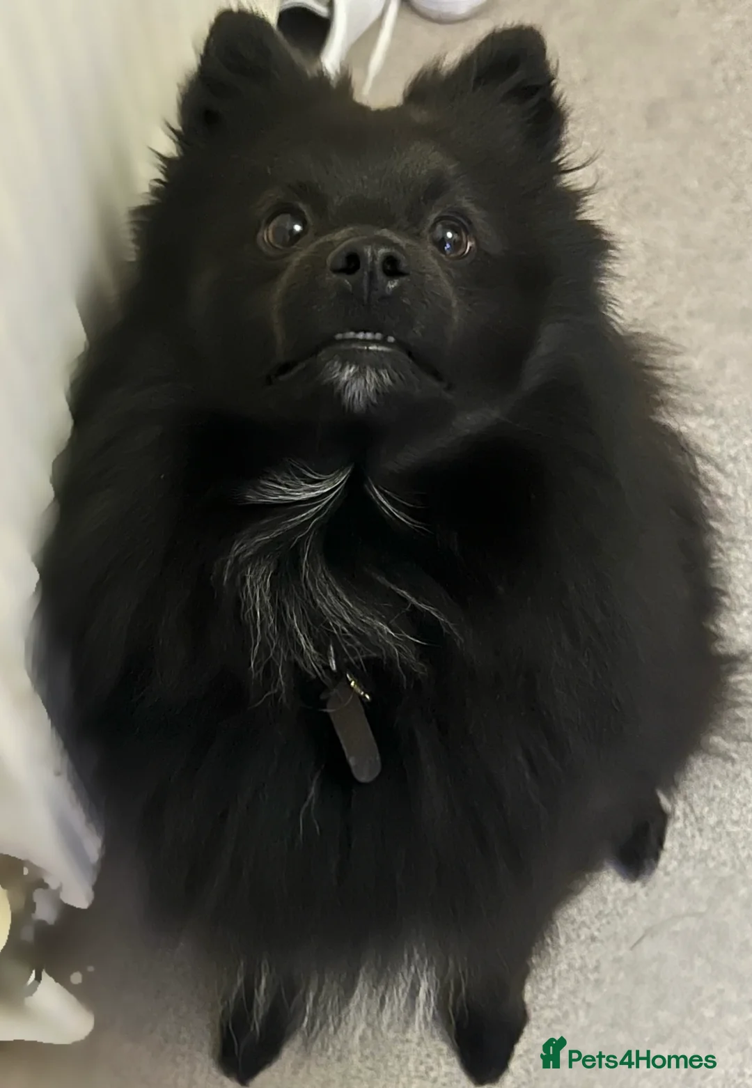 Pomeranian dogs for stud: Pomeranian stud *proven*  in Weston-super-Mare - Advert 3