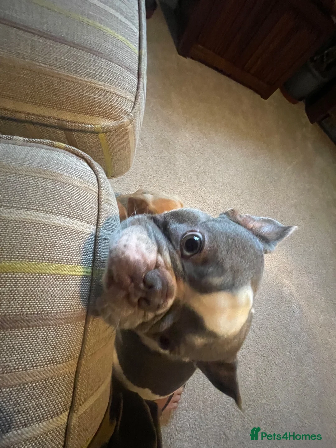 French Bulldog dogs for sale: White & Blue French little fella in Winchester - Advert 1