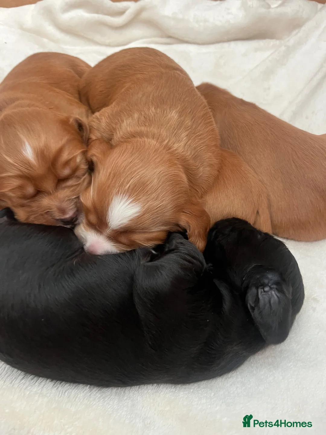 Cocker Spaniel dogs for sale: Adorable cocker Spaniel Puppies in Middlesbrough - Advert 1