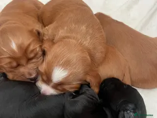 Cocker Spaniel dogs Adorable cocker Spaniel Puppies - Advert 4