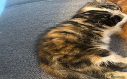 Mixed Breed cats for sale: 2 beautiful kittens full ginger and tortoise shell - Image 11