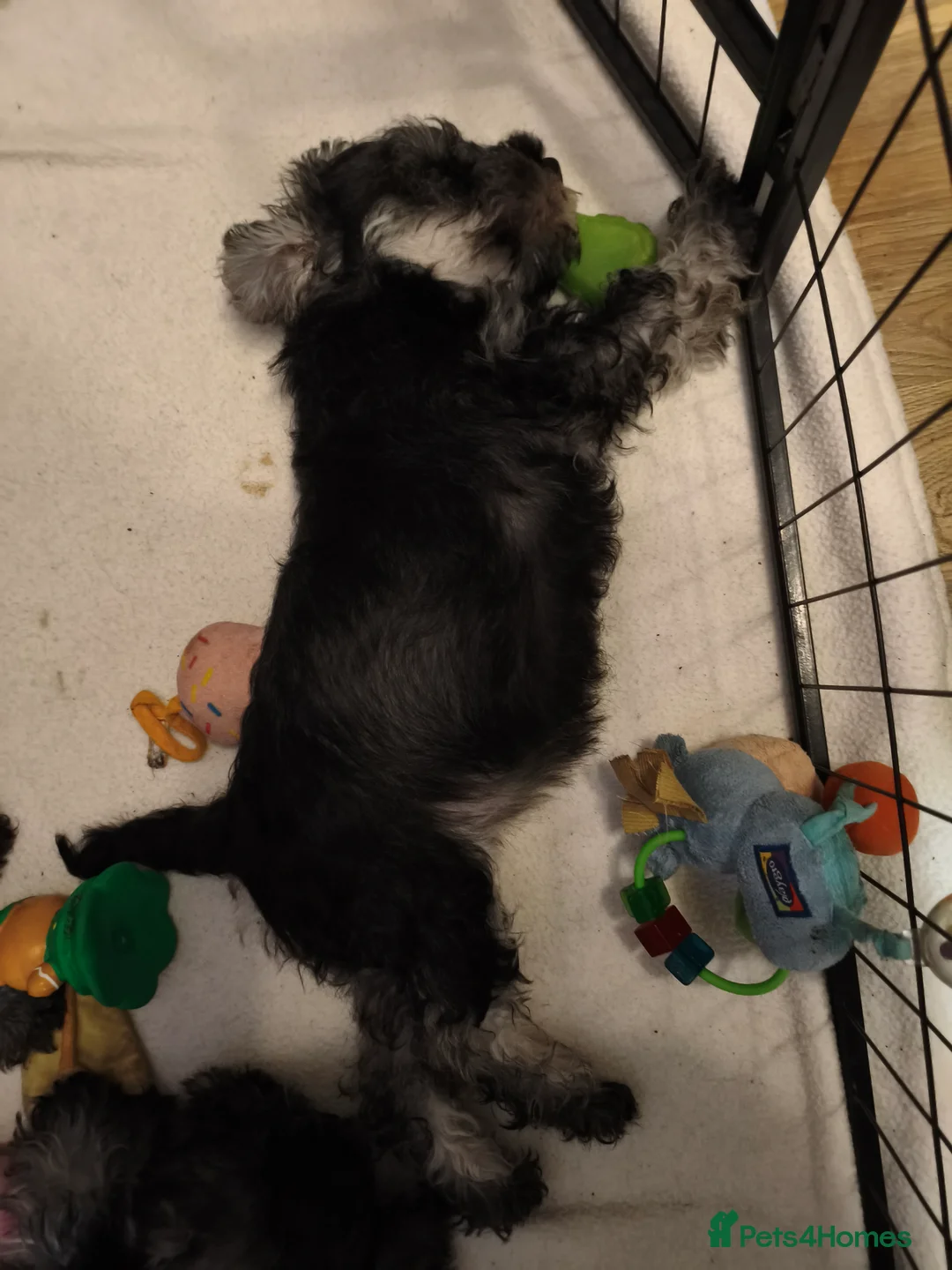 Miniature Schnauzer dogs for sale: Charming Mini Schnauzers with KC registration - Advert 38