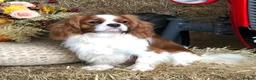 Cavalier King Charles Spaniel dogs for sale: Pedigree Cavalier King Charles Spaniel Puppies - Advert 22