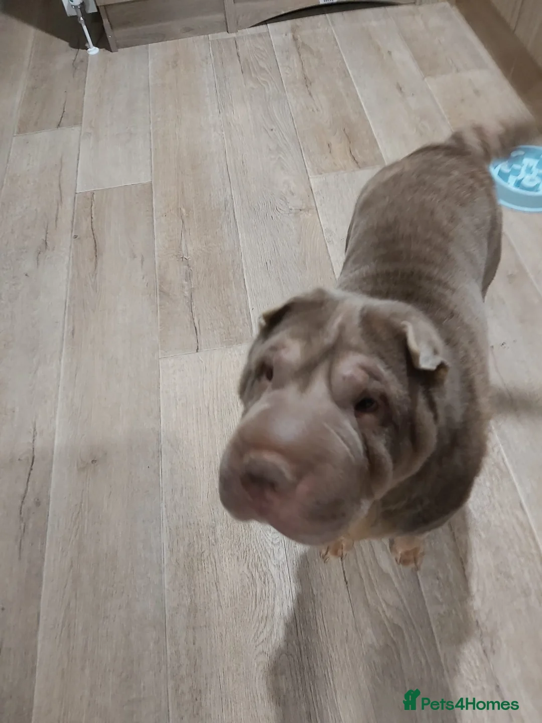 Shar Pei dogs for sale: 4yr old KC registered Shar Pei - Advert 5