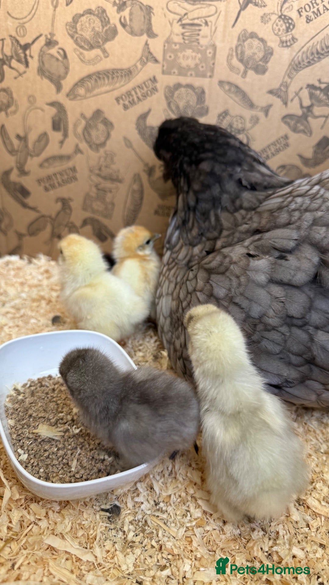Chickens poultry 🐣 6 CUTE BABY CHICKS & THEIR HAND REARED MOTHER  - Advert 1