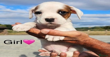 Boxer dogs - Advert 12
