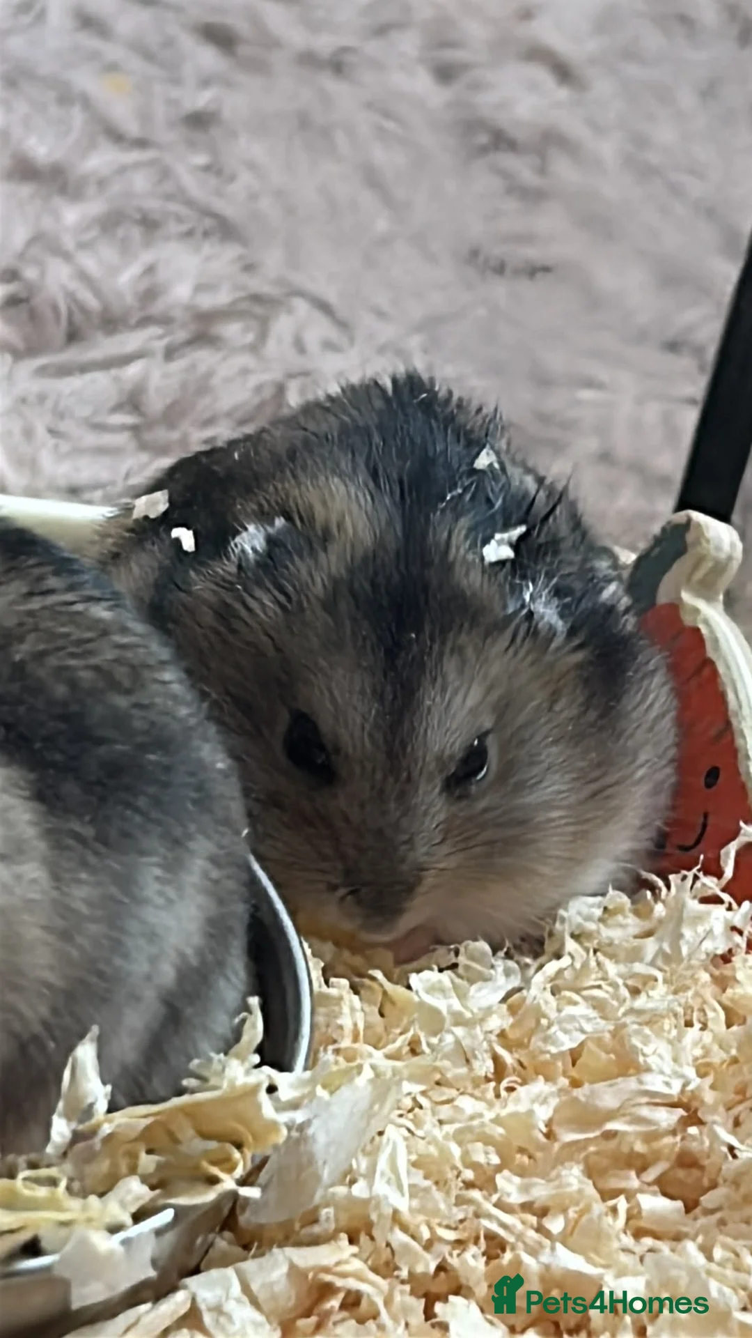 Hamster rodents for sale: 3 Russian dwarf hamsters  - Advert 6