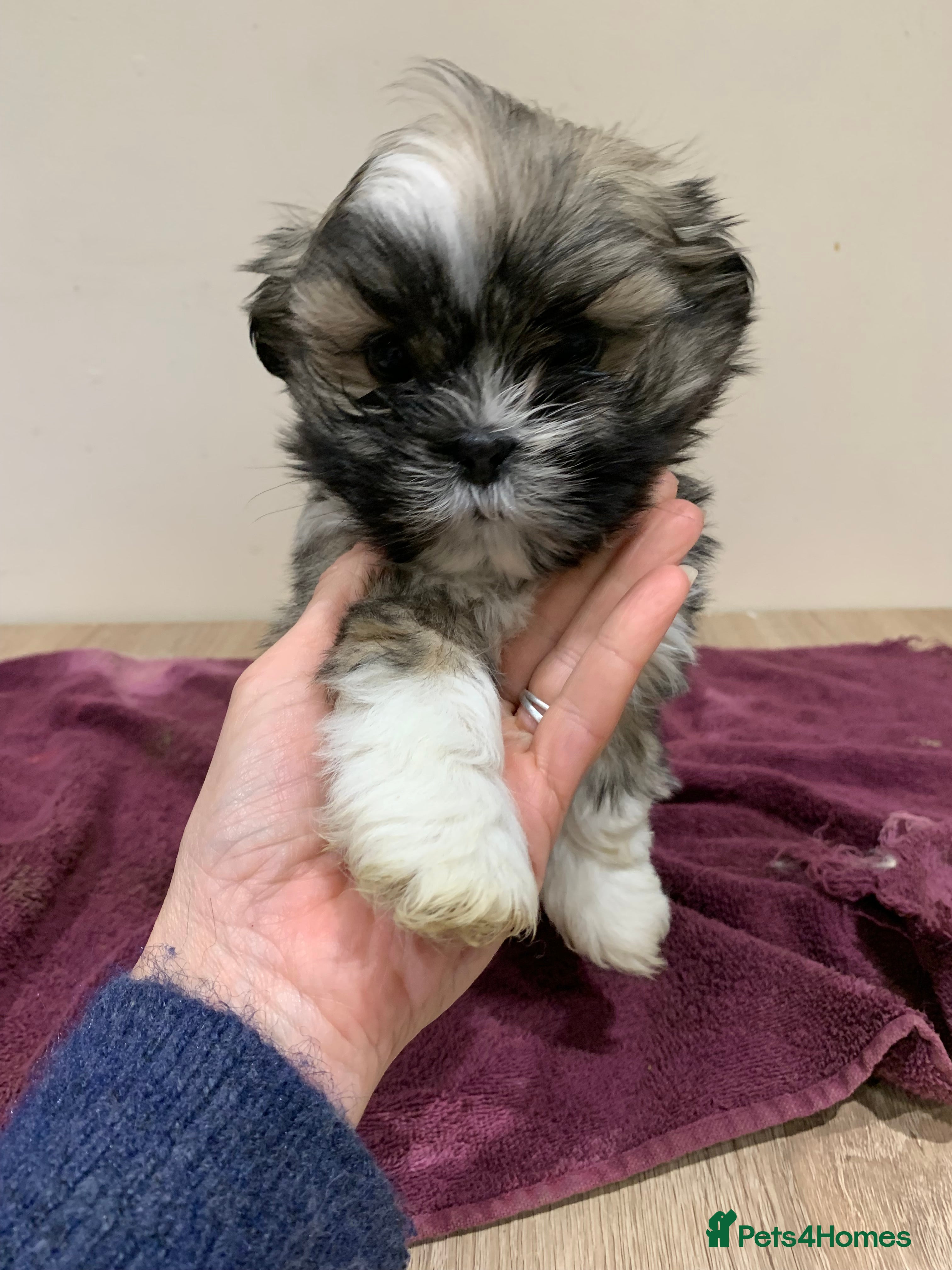 Lhasa Apso dogs Adorable Lhasa Apso puppies for sale - Advert 13