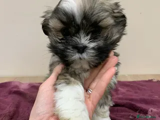 Lhasa Apso dogs Adorable Lhasa Apso puppies for sale - Advert 1