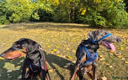 Dobermann dogs for sale: KC reg puppies arriving imminently.  - Image 3