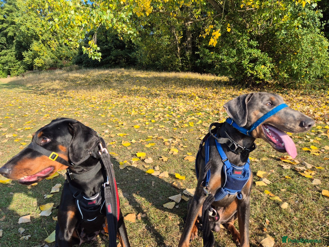 Dobermann dogs for sale: KC reg puppies arriving imminently.  - Image 3