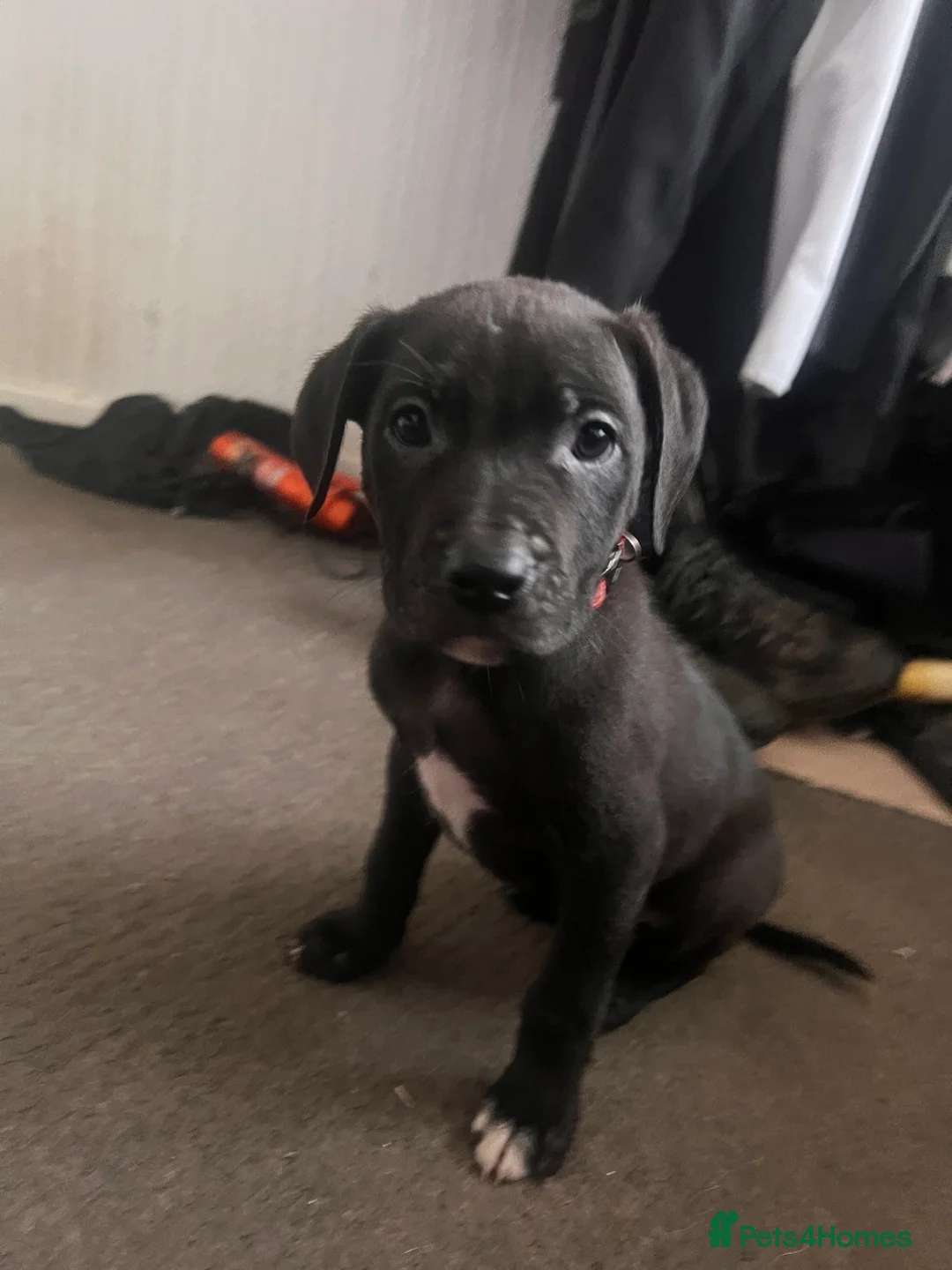 Mixed Breed dogs for sale: 8 Beautiful Mastiff x Staff x Black Mouth Cur Pups - Advert 13